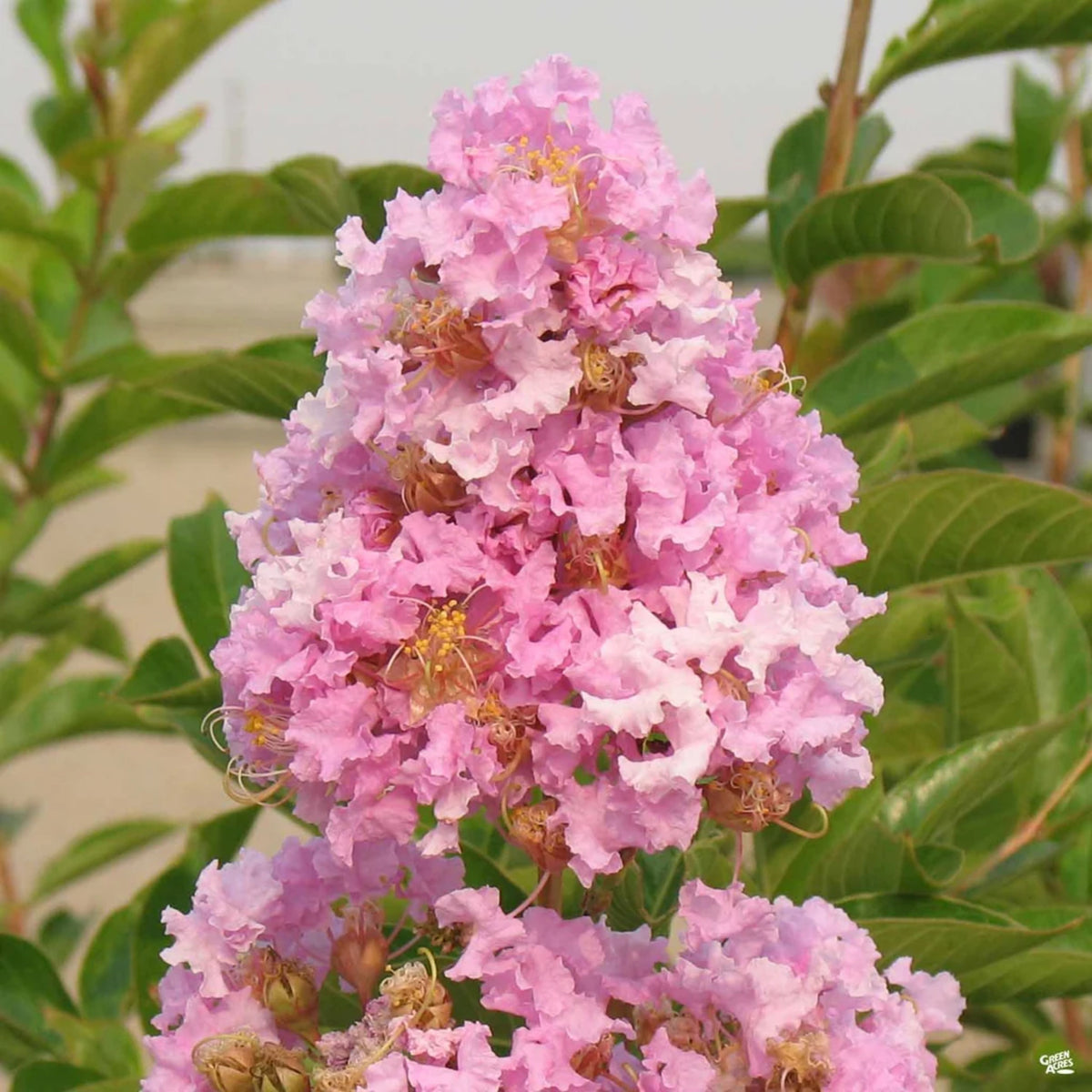 Lagerstroemia × 'Muskogee' (multi-stem form)