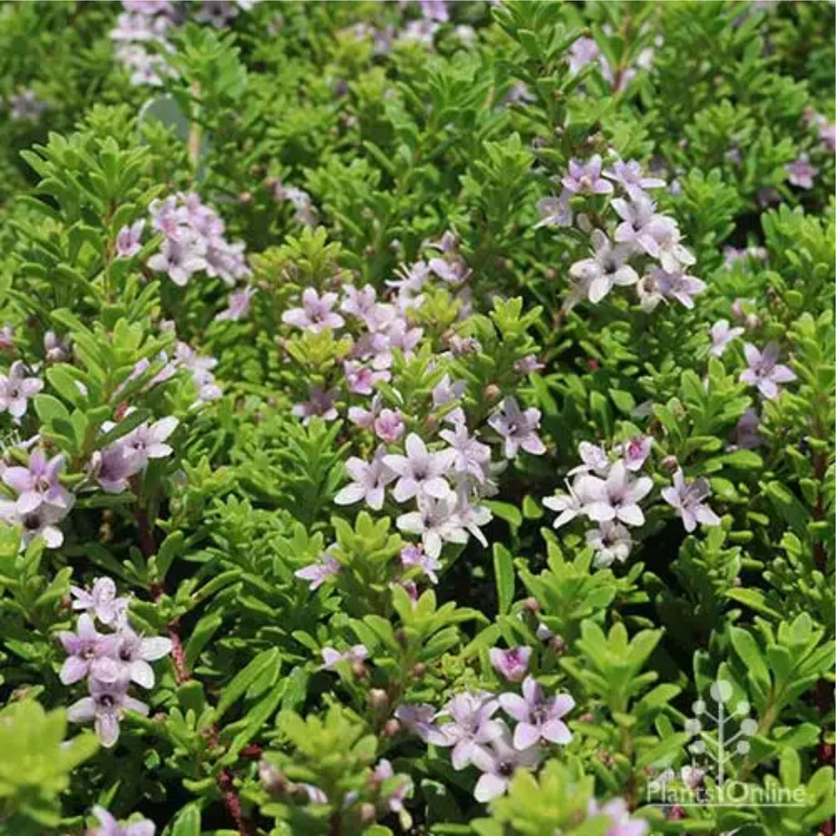 Myoporum parvifolium 'Pink'