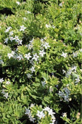 Myoporum parvifolium 'Putah Creek'
