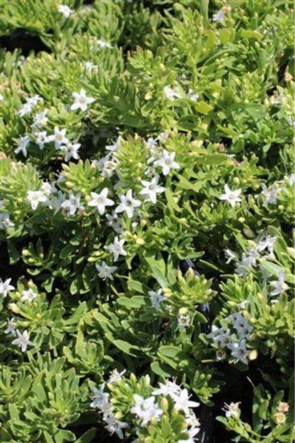 Myoporum parvifolium 'Putah Creek'