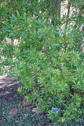 Myrica californica