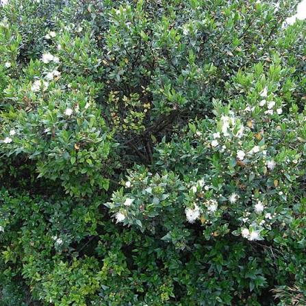 Myrtus communis