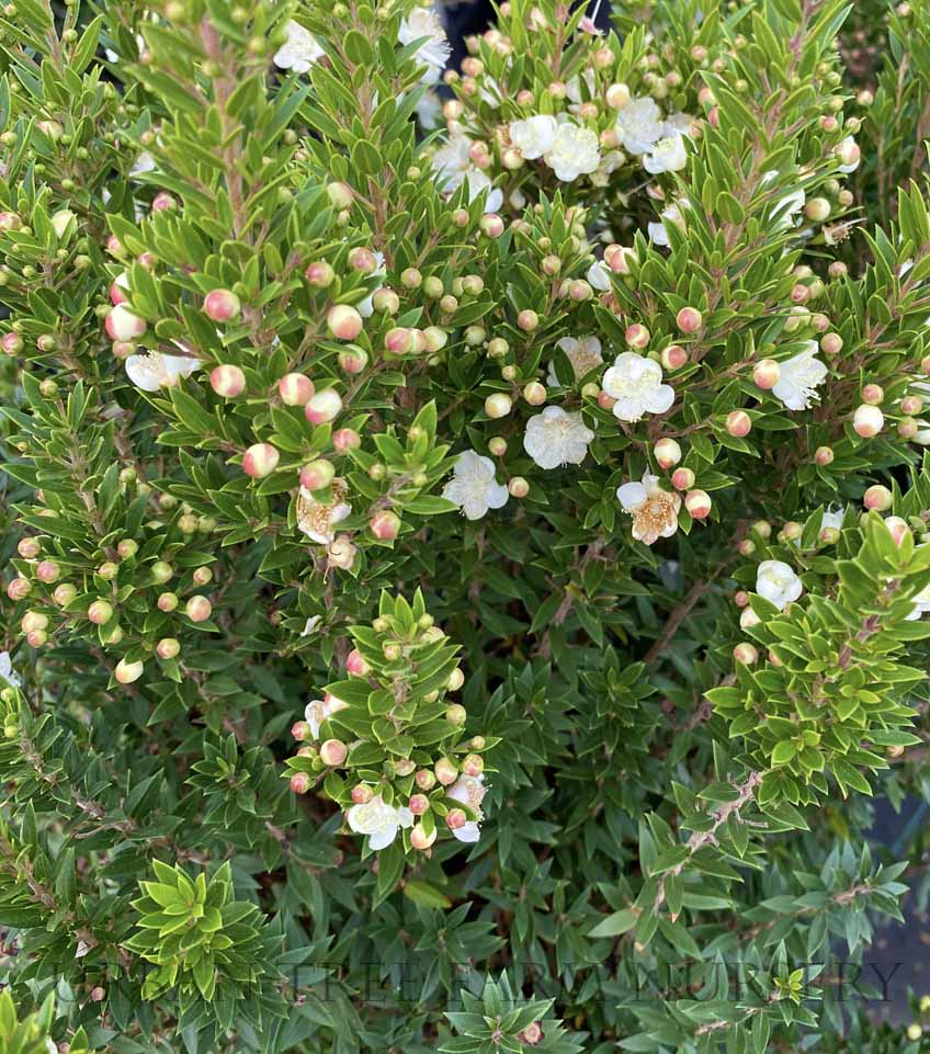 Myrtus communis 'Compacta'