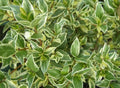 Myrtus communis 'Compacta Variegata'
