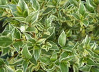 Myrtus communis 'Compacta Variegata'
