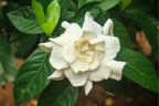 Gardenia jasminoides 'Mystery'