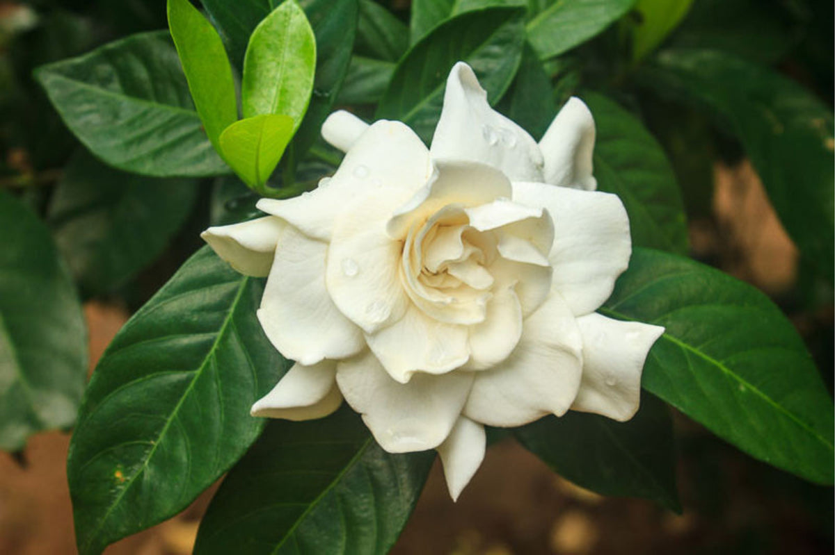 Gardenia jasminoides 'Mystery'