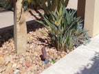 Baja Sunburst River Cobble