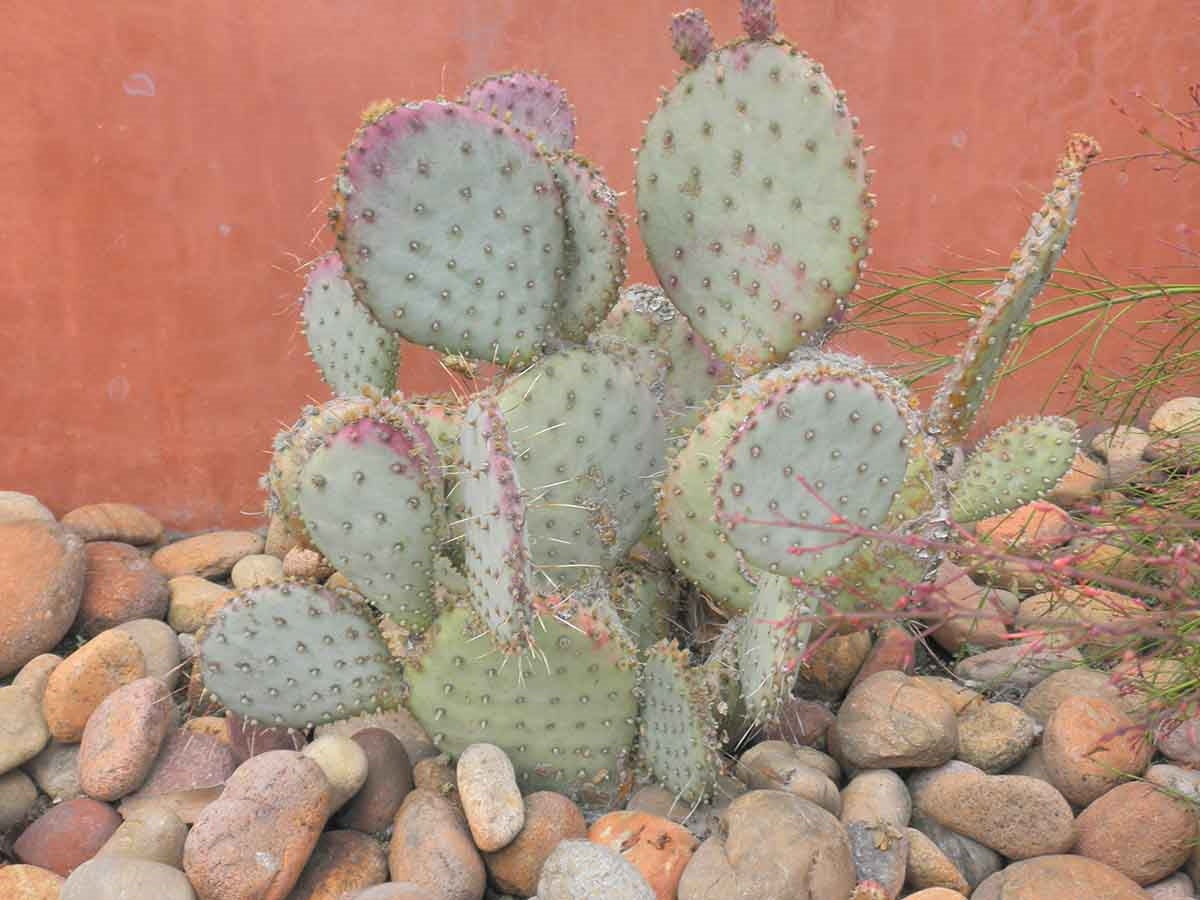 Baja Sunburst River Cobble