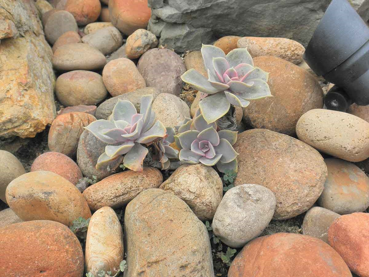 Baja Sunburst River Cobble