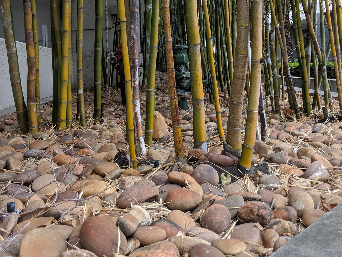 Baja Sunburst River Cobble