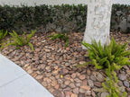 Baja Sunburst River Cobble