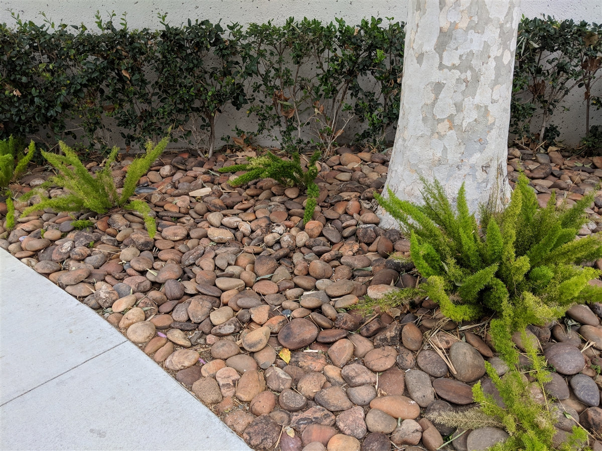 Baja Sunburst River Cobble