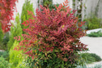 Nandina domestica