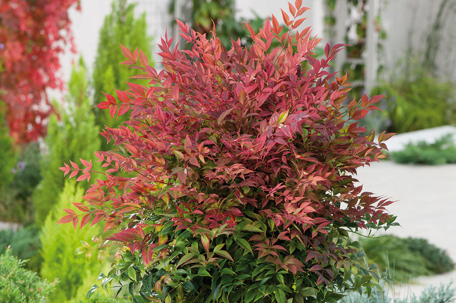 Nandina domestica