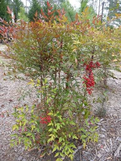 Nandina domestica 'Compacta'