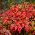Nandina domestica 'Fire Power'