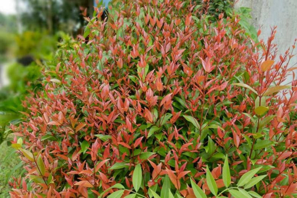 Nandina domestica 'Gulfstream'