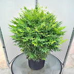 Nandina domestica 'Lemon Lime'