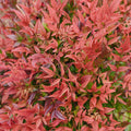 Nandina domestica 'Pomegranate'