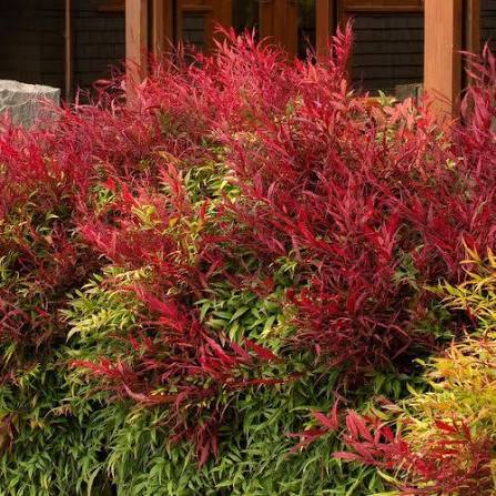 Nandina domestica 'Sienna Sunrise'