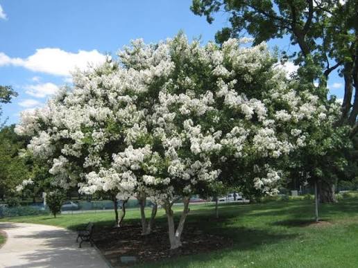 Lagerstroemia × 'Natchez' (multi-stem form)