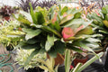 Neoregelia 'Pink Sensation'