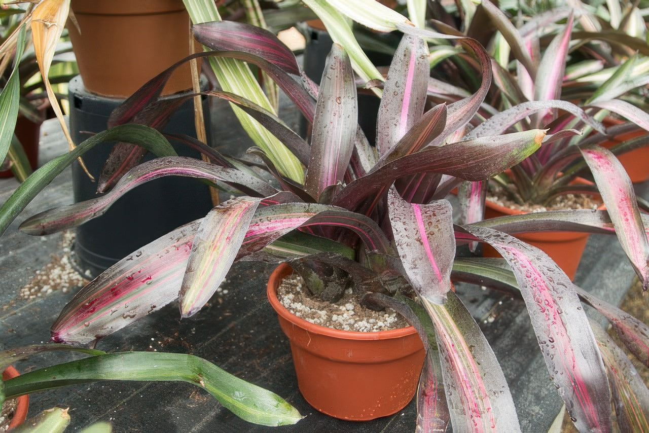 Neoregelia 'Violeta'