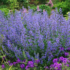 Nepeta × faassenii 'Walker's Low'