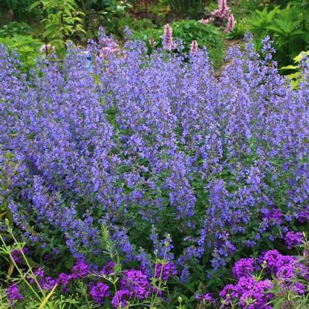 Nepeta × faassenii 'Walker's Low'