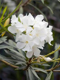 Nerium oleander 'Dwarf White'
