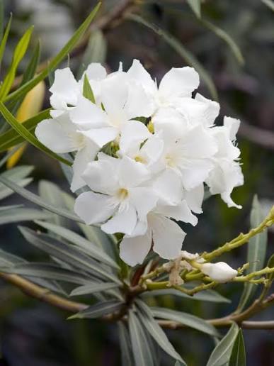 Nerium oleander 'Dwarf White'