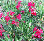 Nerium oleander 'Little Red'