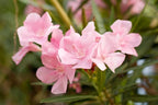 Nerium oleander 'Petite Pink'