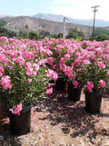 Nerium oleander 'Pink'