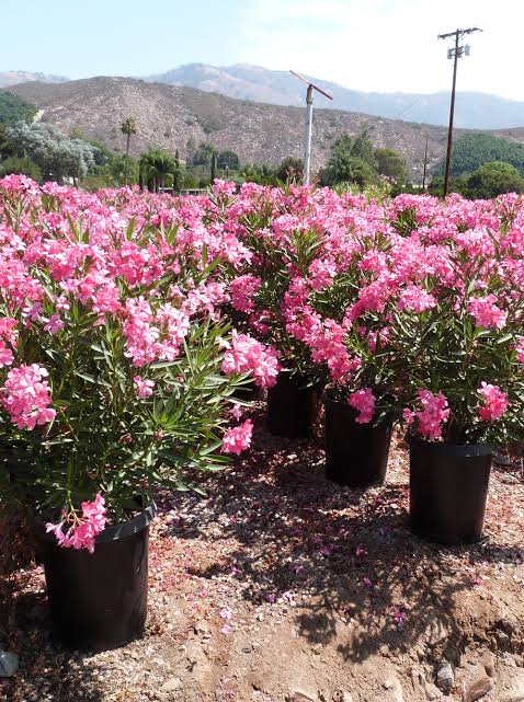 Nerium oleander 'Pink'