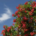 Nerium oleander 'Red' (multi-stem form)