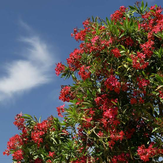Nerium oleander 'Red' (multi-stem form)