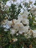 Nerium oleander 'Sister Agnes' (multi-stem form)