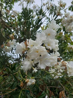 Nerium oleander 'Sister Agnes' (multi-stem form)