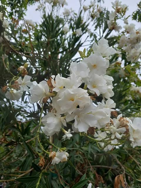 Nerium oleander 'Sister Agnes' (multi-stem form)