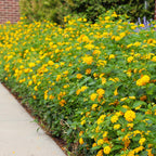 Lantana × 'New Gold'