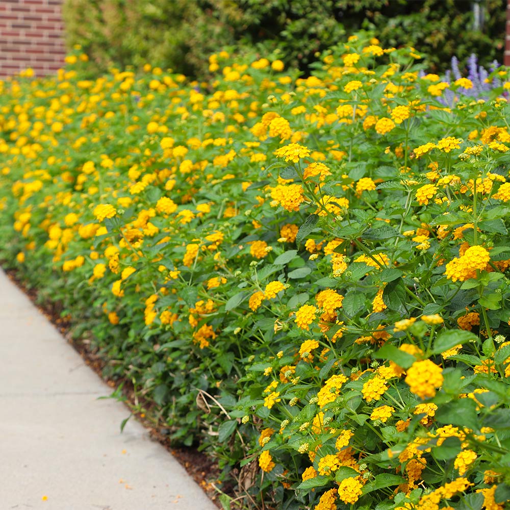 Lantana × 'New Gold'