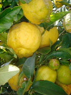 Citrus × limon 'New Zealand Lemonade'