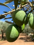 Olea europaea 'Nocellara del Belice'