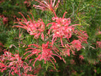 Grevillea × 'Noellii'