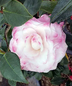 Camellia japonica 'Nuccio's Gem'