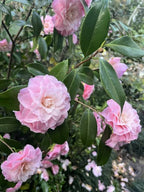 Camellia japonica 'Nuccio's Pearl'