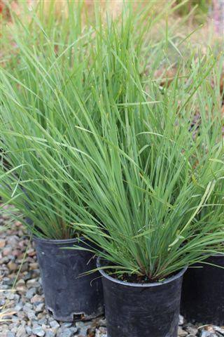 Lomandra longifolia 'Nyalla'