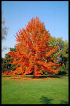 Nyssa sylvatica